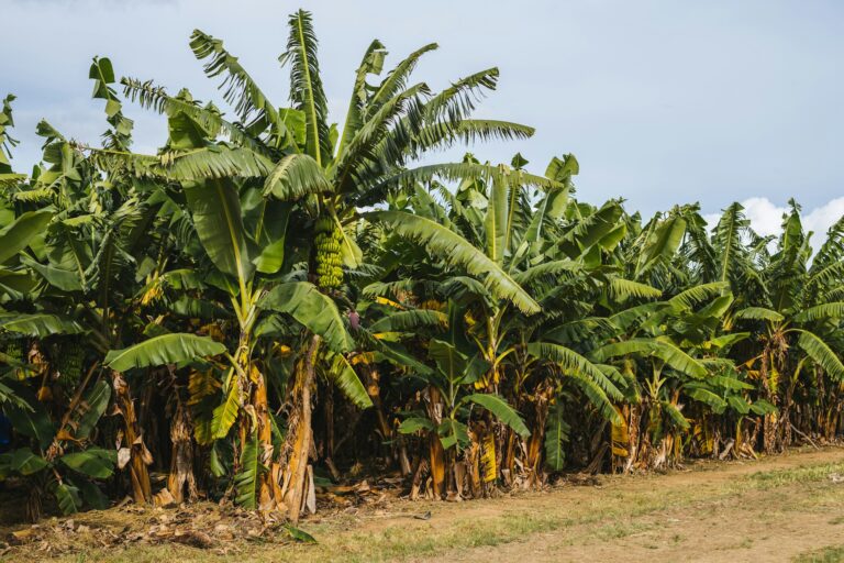 Best Practices in Plantain Plantation and Harvesting for a Bountiful Yield